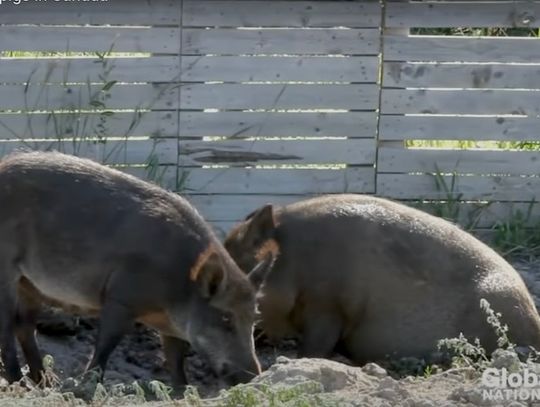 Ameryce grozi inwazja „superświń” z Kanady (WIDEO)