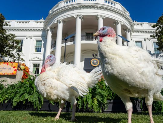 Biden oficjalnie "ułaskawił" indyki przed Świętem Dziękczynienia