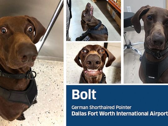 Bolt ma nosa do kariery