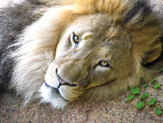 Brookfield Zoo szczepi zwierzęta przeciw COVID-19