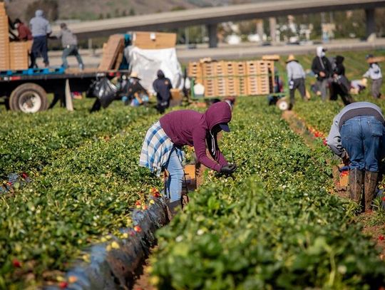 Census: w ostatnich siedmiu miesiącach rynek pracy skurczył się o 1,2 mln imigrantów