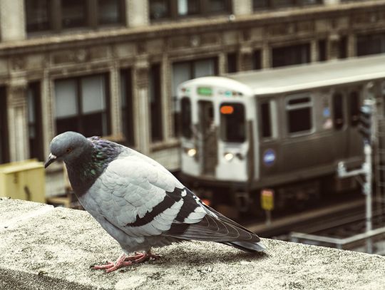 Chicago i dwa przedmieścia brudne, ale nie najbrudniejsze