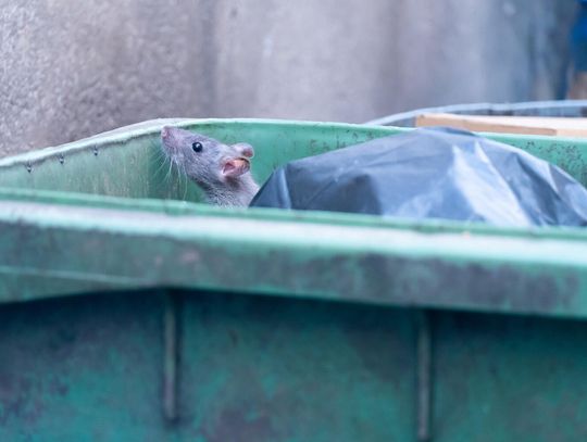 Chicago już nie jest najbardziej zaszczurzonym miastem, ale jest na drugim miejscu