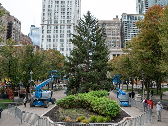 Chicagowska choinka miejska już na miejscu