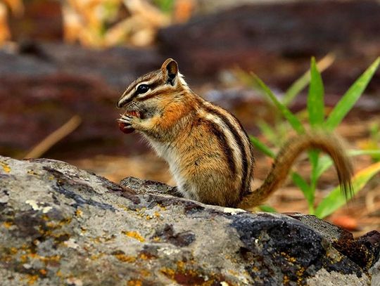 Co zrobić z pręgowcem amerykańskim (chipmunk)