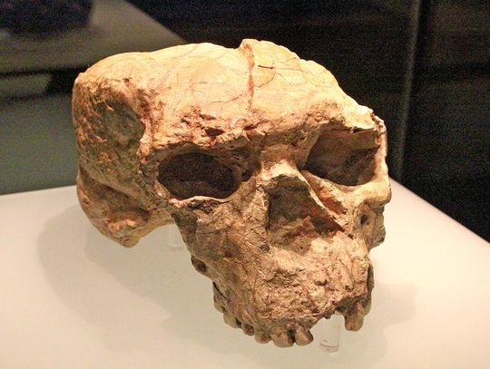 Czaszka stara jak świat