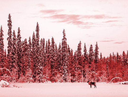 Czerwony alarm na białej północy