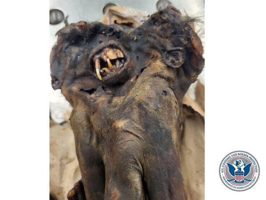 Martwa małpa i 125 funtów nielegalnej wołowiny w bagażach na O’Hare