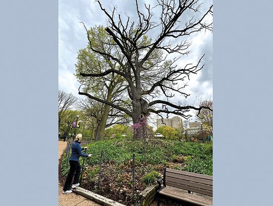 Dąb starszy niż Chicago w Lincoln Park Zoo ma zostać usunięty