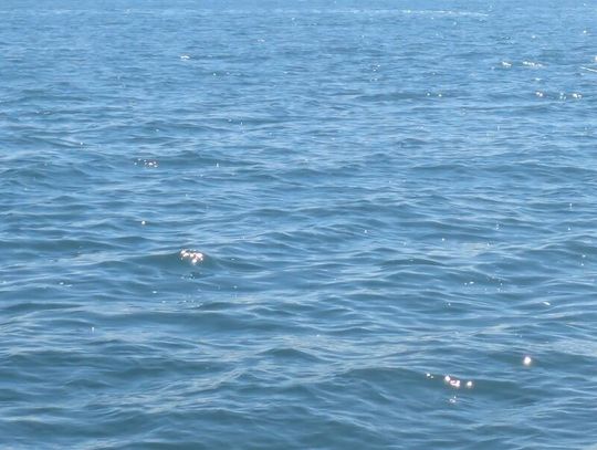 Do poniedziałku nie odnaleziono zaginionego pływaka w Highland Park