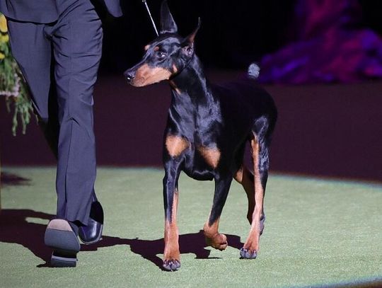 Doberman triumfuje w 150. Westminster Kennel Club Dog Show