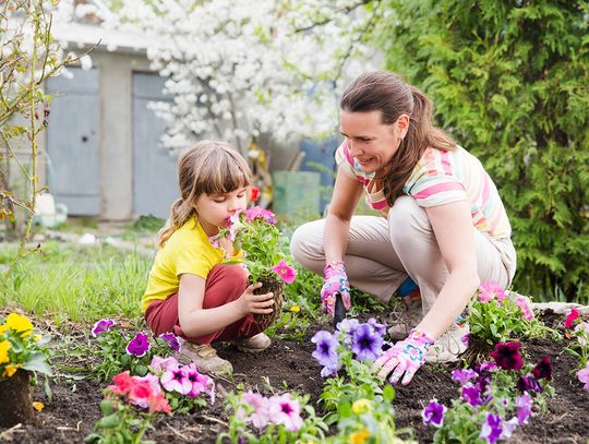 Dzień dobry (wiosno)