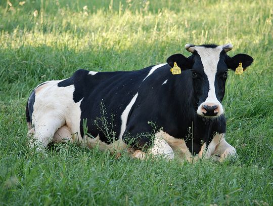 Elbląg. Krowa wygrzebała pocisk artyleryjski z ziemi