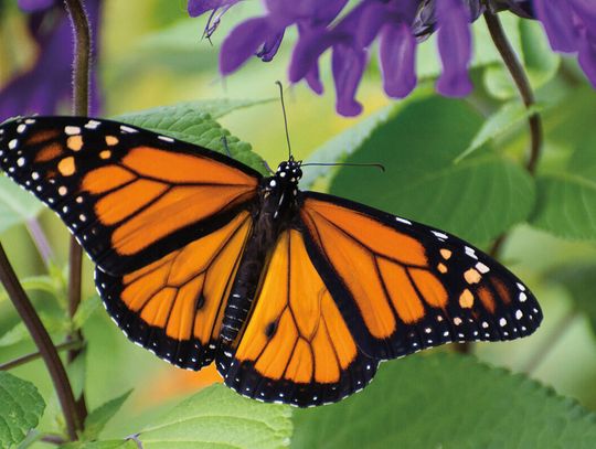 Gdzie znikają motyle?