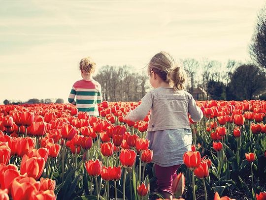 Gigantyczny festiwal tulipanów w Illinois już w najbliższych dniach