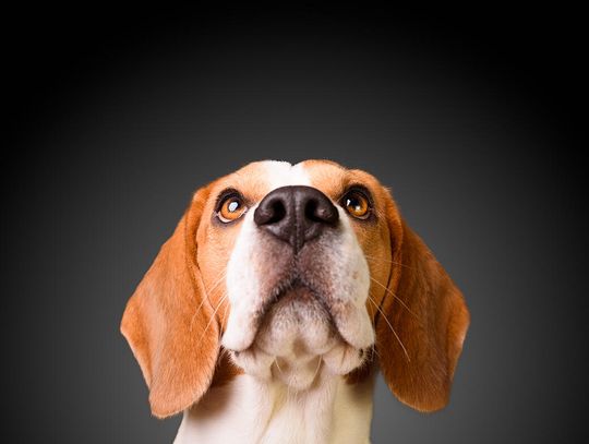 Hodowla odda do adopcji 1500 psów rasy beagle przeznaczonych na testy laboratoryjne
