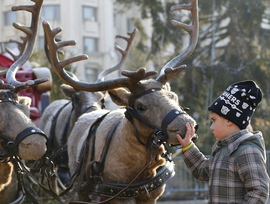 Inspektorat weterynarii wydał reniferom św. Mikołaja świadectwo zdrowia