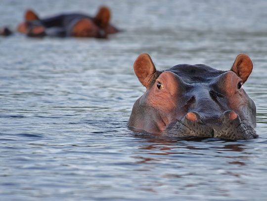 Japonia. Po siedmiu latach w zoo samiec hipopotama okazał się samicą