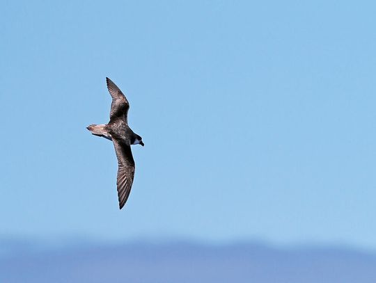 Jeźdźcy na huraganie