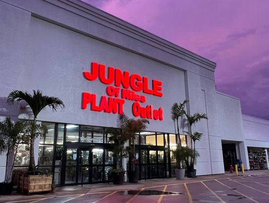 Jungle of Niles przenosi się do Lincolnshire