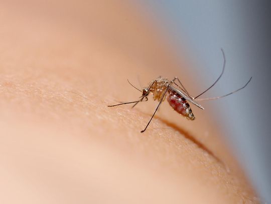 Komary roznoszą groźnego wirusa w Chinach i nie tylko, CDC odradza podróże