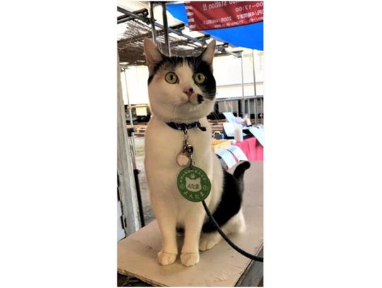 Kotka Yontama mianowana kocim zawiadowcą stacji na zachodzie kraju