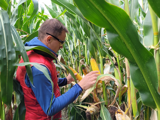 Kukurydza pastewna a cukrowa – poznaj najważniejsze różnice