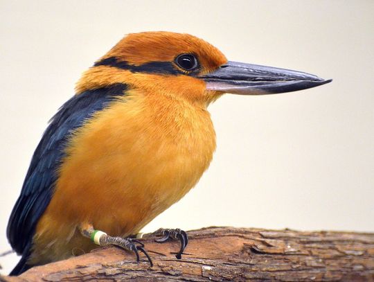 Łowczyk cynamonowy przywrócony środowisku naturalnemu