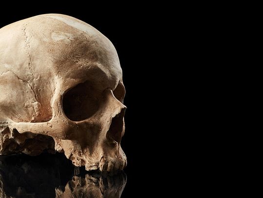 Ludzka czaszka w lesie w Carpentersville