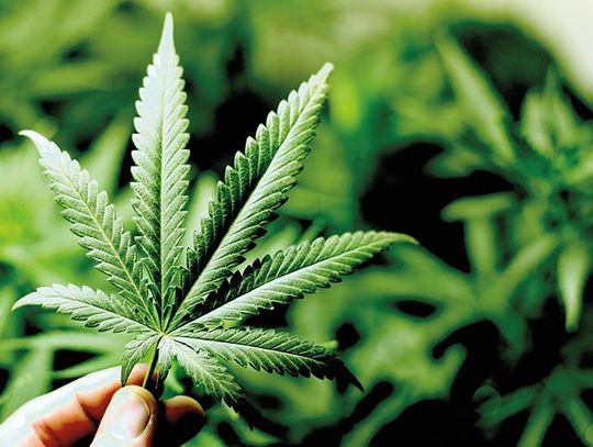 Marihuana w czasie ciąży zwiększa ryzyko ADHD, autyzmu i niepełnosprawności intelektualnej dzieci