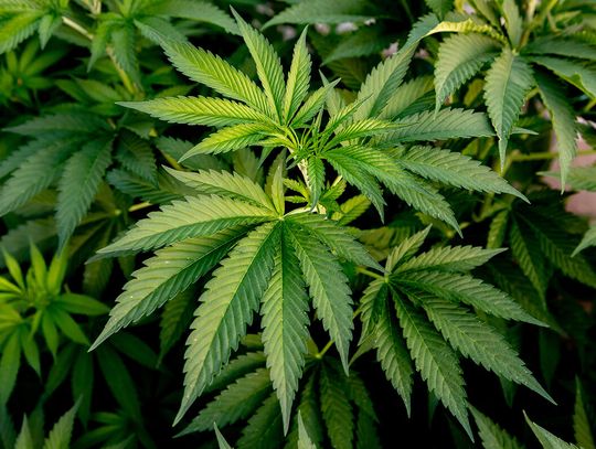 Marihuana zaburza pamięć na różne sposoby