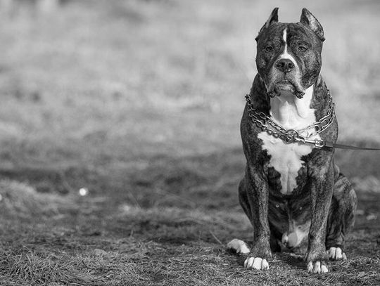 Martwe psy w workach w powiecie Will, możliwy trop nielegalnych walk