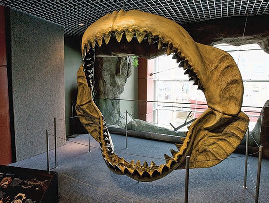 Megalodon, król głębin