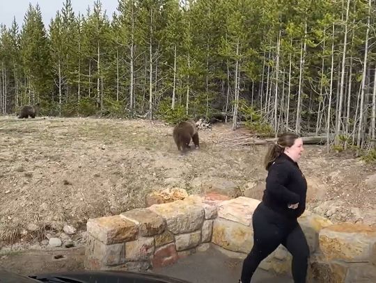 Mieszkanka Carol Stream z zarzutami po nagraniu z niedźwiedziem grizzly