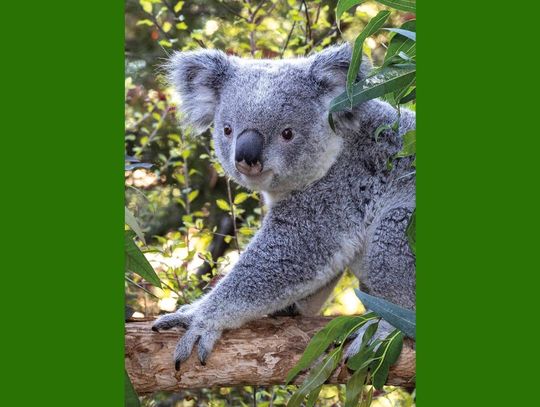 Misie koala zadebiutowały w Brookfield Zoo 