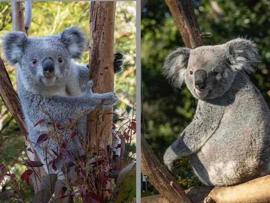 Misie koala zadebiutują w Brookfield Zoo