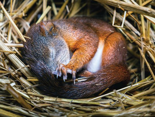 Na granicy życia i snu