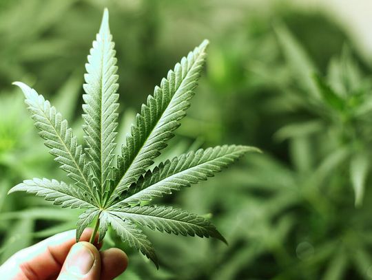 Nastolatki używające marihuany mają podwojone ryzyko poważnych zaburzeń psychicznych
