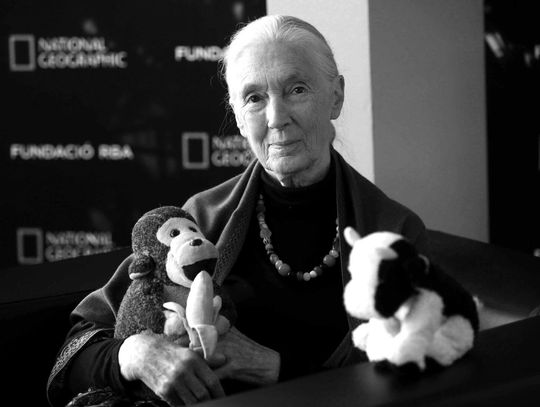 Nie żyje Jane Goodall, prymatolog znana ze swoich przełomowych badań nad szympansami