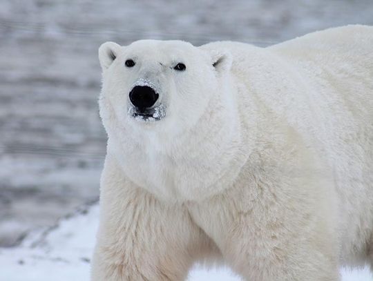 Niedźwiedź polarny na Alasce zabił dwie soby