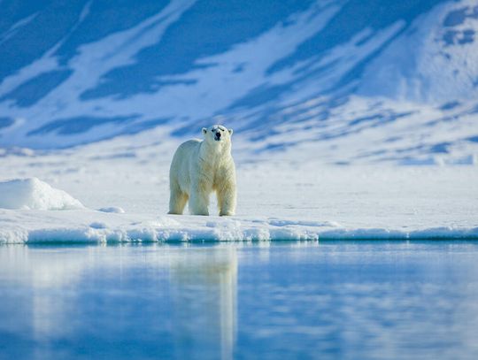 Niedźwiedź polarny zastrzelony na Spitsbergenie w pobliżu domów mieszkalnych