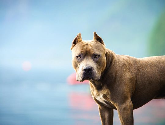 Ocaleni przez pitbulla