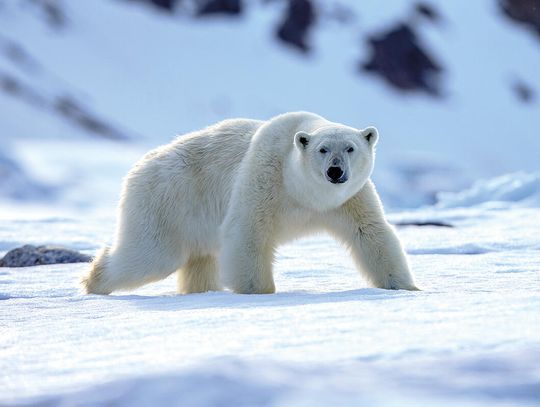 Oko w oko z drapieżnikiem