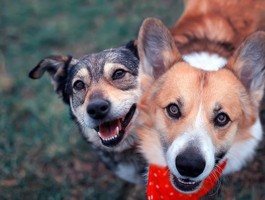 OTOZ Animals: ponad 500 tys. podpisów pod projektem zakazującym trzymania psów na uwięzi