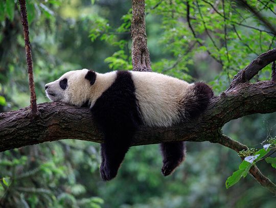 Pandy z Chin wzbogacą ZOO w Waszyngtonie