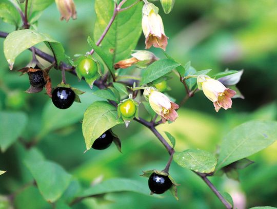 Piękno, które zabija