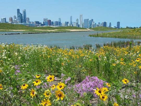 Pierwsze utonięcie w jeziorze Michigan, cztery dni po otwarciu chicagowskich plaż