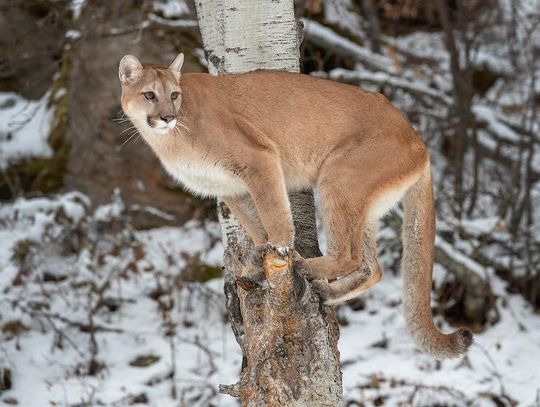 Pierwszy od ćwierćwiecza śmiertelny atak pumy w Kolorado Pierwszy od ćwierćwiecza śmiertelny atak pumy w Kolorado