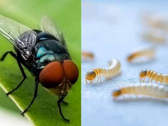 Pierwszy w kraju przypadek zakażenia człowieka larwą muchy jedzącą ciało