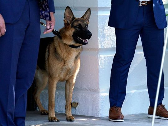 Pies prezydenta Bidena pogryzł agentów jego ochrony